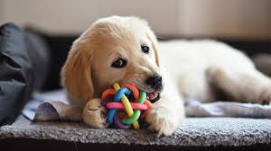 Chew Toys