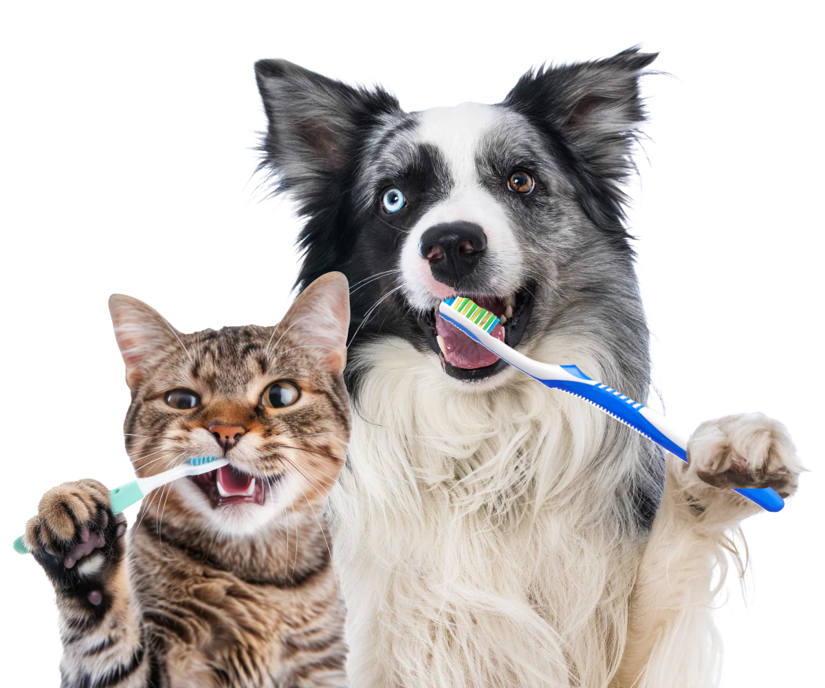 Pet Teeth Cleaning