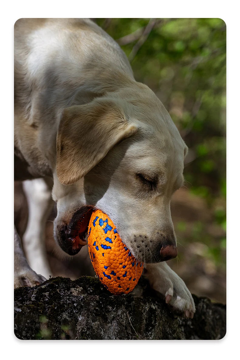 Durable Tooth Cleaning Fetching IQ Treat Interactive Toy Dog Chewing Balls for Dogs Swim Picture   50pcs All- Rat hideout house